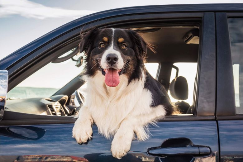 The best new cars for pet owners in Rochester, NY